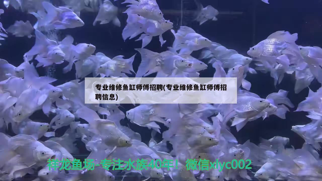 專業(yè)維修魚缸師傅招聘(專業(yè)維修魚缸師傅招聘信息) 祥龍進(jìn)口元寶鳳凰魚