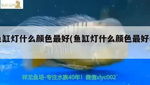 伊川縣霞彩光水族工藝品店 全國水族館企業(yè)名錄 第2張