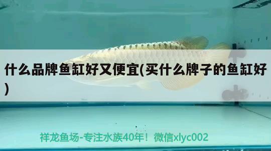 什么品牌魚缸好又便宜(買什么牌子的魚缸好)