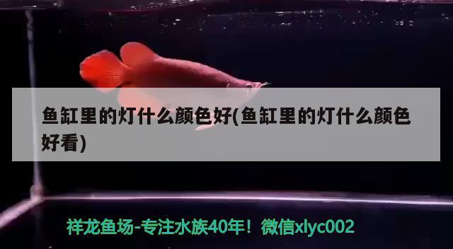 魚缸里的燈什么顏色好(魚缸里的燈什么顏色好看)