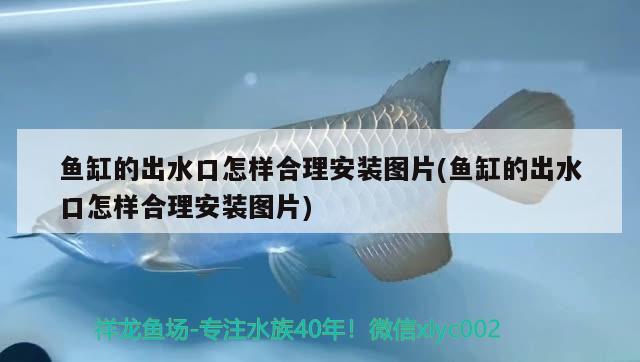 魚缸的出水口怎樣合理安裝圖片(魚缸的出水口怎樣合理安裝圖片)