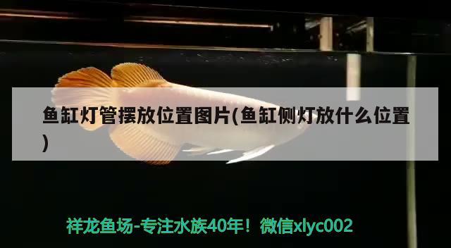 魚缸燈管擺放位置圖片(魚缸側(cè)燈放什么位置) 龍魚芯片掃碼器