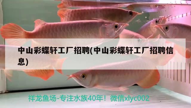 黑桃a和龍魚(yú)混養(yǎng)注意事項(xiàng)魚(yú)缸大小和水質(zhì)要求飼料和食物需求，混養(yǎng)黑桃a和龍魚(yú)注意事項(xiàng) 帝王迷宮 第2張