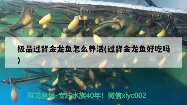 黑桃a和龍魚(yú)混養(yǎng)注意事項(xiàng)魚(yú)缸大小和水質(zhì)要求飼料和食物需求，混養(yǎng)黑桃a和龍魚(yú)注意事項(xiàng) 帝王迷宮 第1張