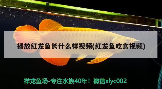 立達(dá)龍魚運(yùn)往日本福井建人的水族店 全國水族館企業(yè)名錄 第2張