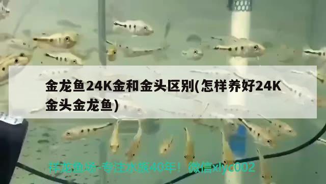 野生埃及神仙魚怎么鑒別（野生埃及神仙魚怎么鑒別品相） 埃及神仙魚 第2張