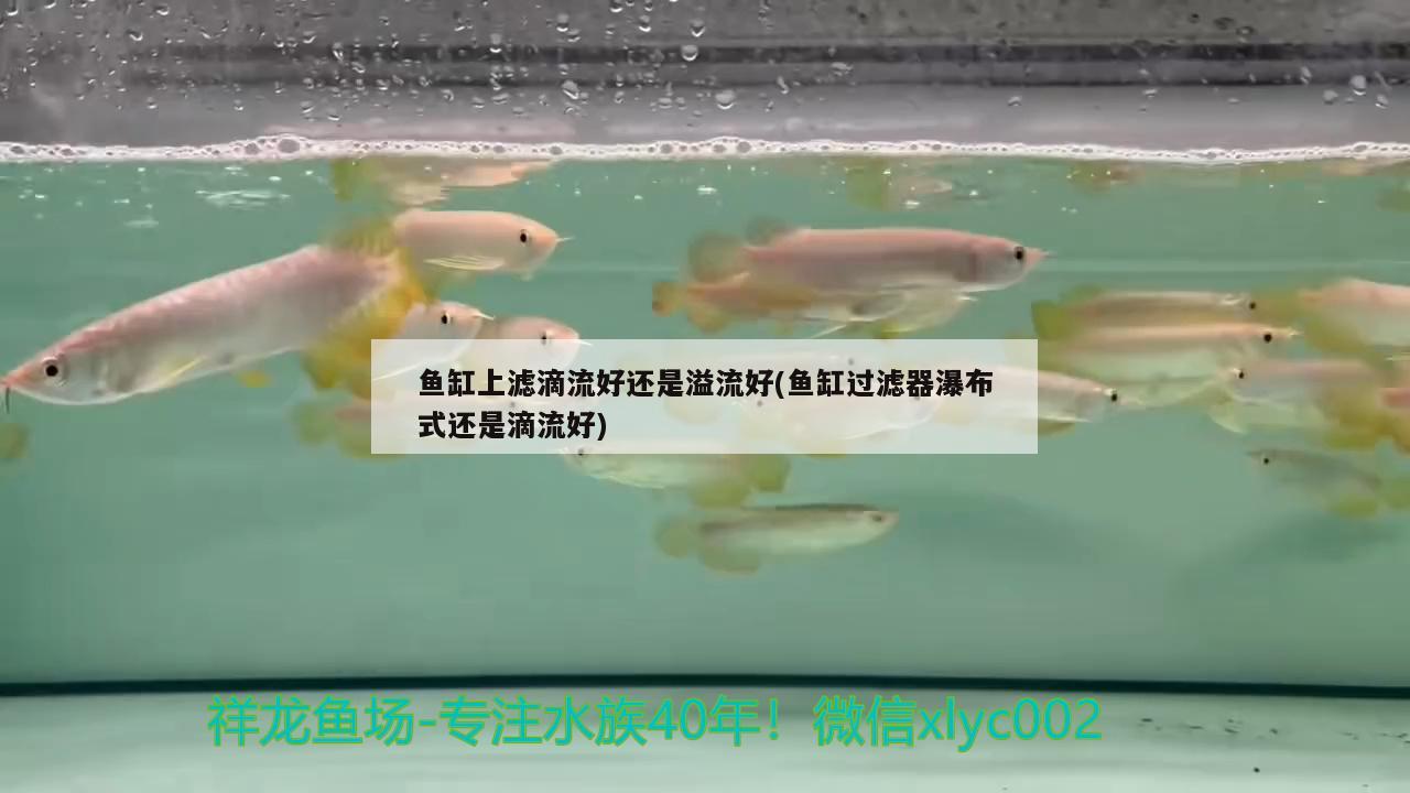 魚缸上濾滴流好還是溢流好(魚缸過濾器瀑布式還是滴流好)