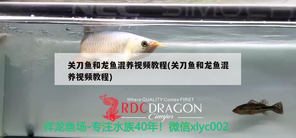 關(guān)刀魚(yú)和龍魚(yú)混養(yǎng)視頻教程(關(guān)刀魚(yú)和龍魚(yú)混養(yǎng)視頻教程)