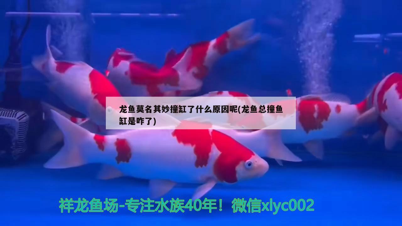 龍魚莫名其妙撞缸了什么原因呢(龍魚總撞魚缸是咋了)