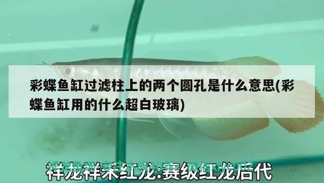 黃岡水族批發(fā)市場有哪些？（中國水族批發(fā)市場都有哪些） 養(yǎng)魚知識 第2張