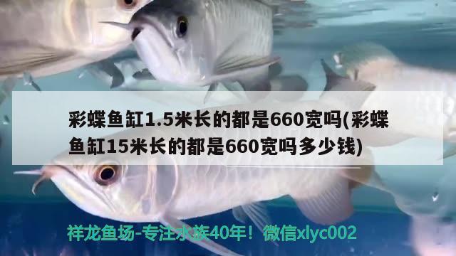 彩蝶魚缸1.5米長的都是660寬嗎(彩蝶魚缸15米長的都是660寬嗎多少錢)