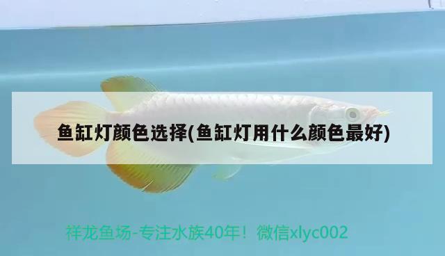 魚缸燈顏色選擇(魚缸燈用什么顏色最好)