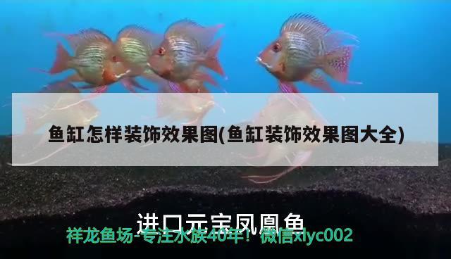 魚(yú)缸怎樣裝飾效果圖(魚(yú)缸裝飾效果圖大全)