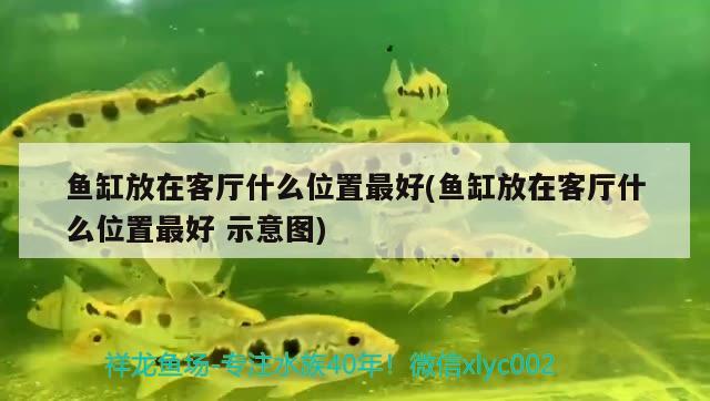 魚缸過濾器里的濾材需要清洗嗎(魚缸濾材使用前用清洗嗎) 孵化器