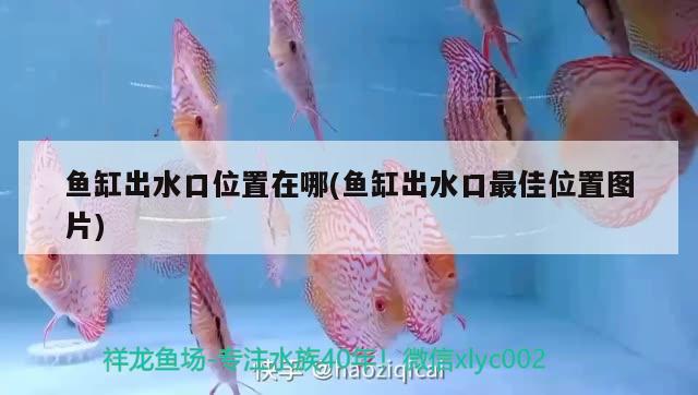 魚缸出水口位置在哪(魚缸出水口最佳位置圖片)