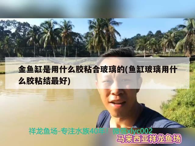 金龍魚白金卡兌換(金龍魚禮品卡兌換) 廣州祥龍國際水族貿(mào)易