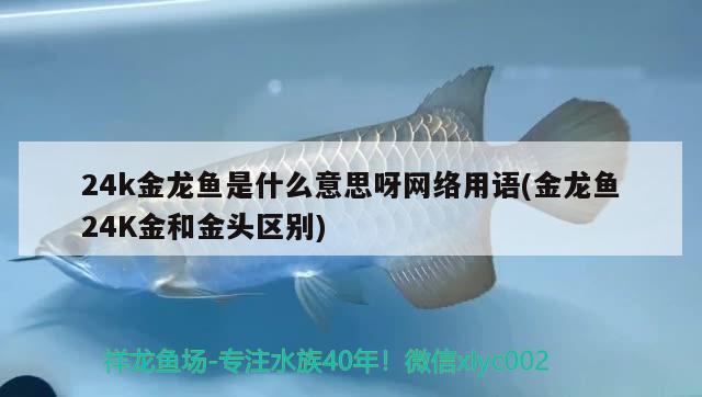 24k金龍魚是什么意思呀網(wǎng)絡(luò)用語(金龍魚24K金和金頭區(qū)別)