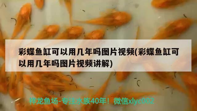 彩蝶魚缸可以用幾年嗎圖片視頻(彩蝶魚缸可以用幾年嗎圖片視頻講解)