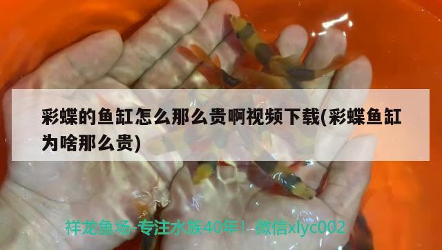 彩蝶的魚缸怎么那么貴啊視頻下載(彩蝶魚缸為啥那么貴) 祥龍超血紅龍魚