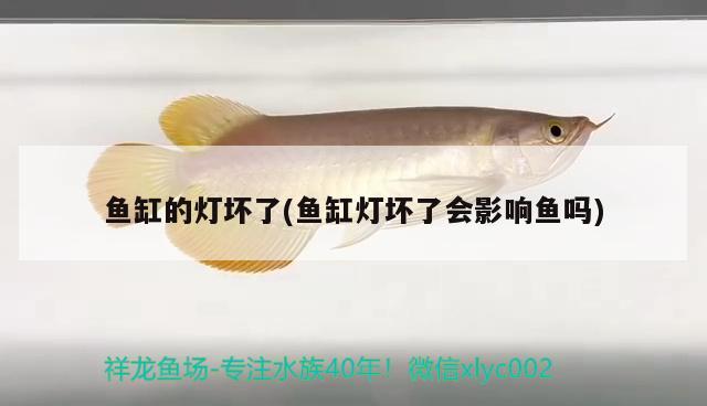 魚缸的燈壞了(魚缸燈壞了會影響魚嗎)