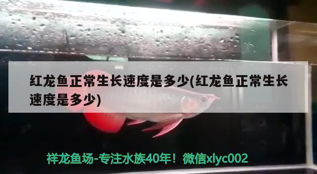 紅龍魚正常生長速度是多少(紅龍魚正常生長速度是多少) 恐龍王魚