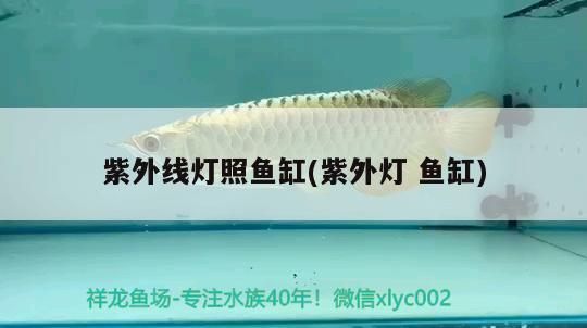 紫外線燈照魚缸(紫外燈魚缸) 羅漢魚