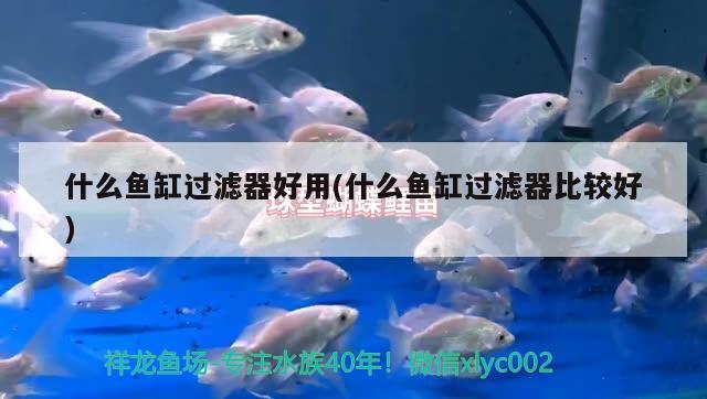 海鯨魚(yú)缸怎么樣養(yǎng)(魚(yú)缸里養(yǎng)鯨魚(yú))