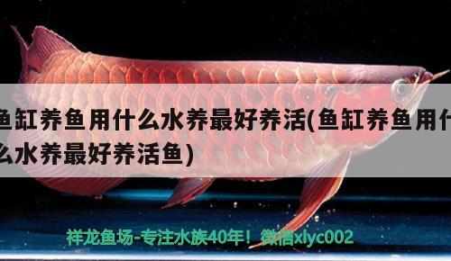 魚缸養(yǎng)魚用什么水養(yǎng)最好養(yǎng)活(魚缸養(yǎng)魚用什么水養(yǎng)最好養(yǎng)活魚) 稀有紅龍品種