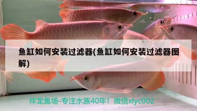 2米長的魚缸用多厚的玻璃膠(2米魚缸尺寸的最佳比例) 虎紋銀版魚 第1張