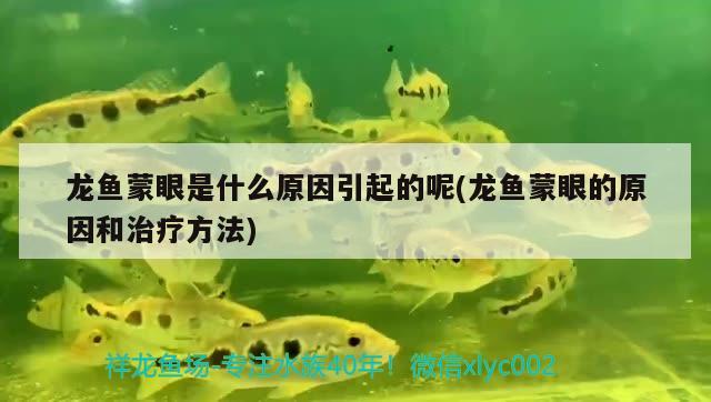 龍魚蒙眼是什么原因引起的呢(龍魚蒙眼的原因和治療方法) 元寶鯽