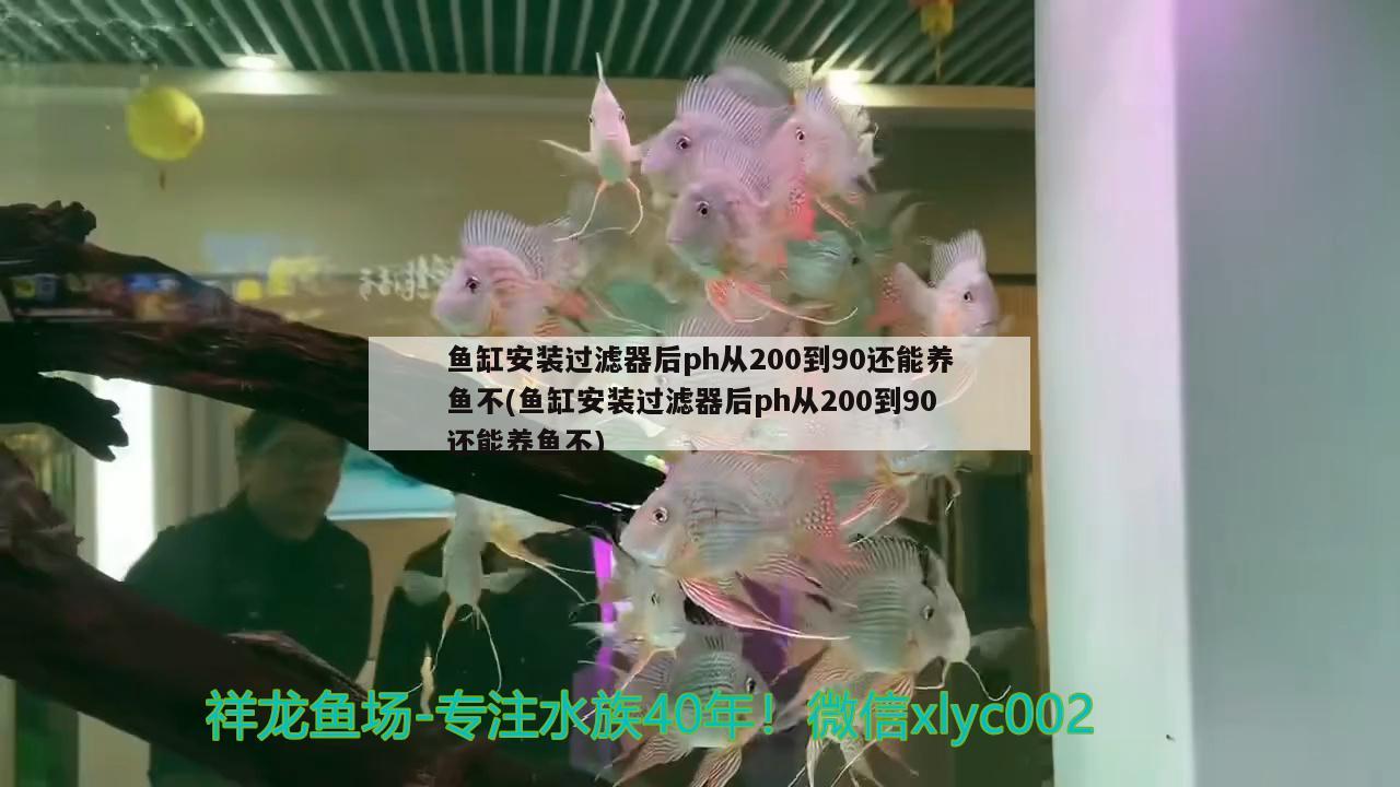 魚缸安裝過濾器后ph從200到90還能養(yǎng)魚不(魚缸安裝過濾器后ph從200到90還能養(yǎng)魚不) 短身紅龍魚