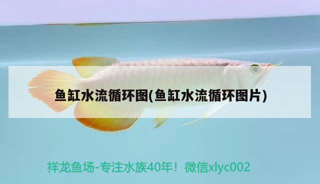 魚缸水流循環(huán)圖(魚缸水流循環(huán)圖片) 龍魚百科