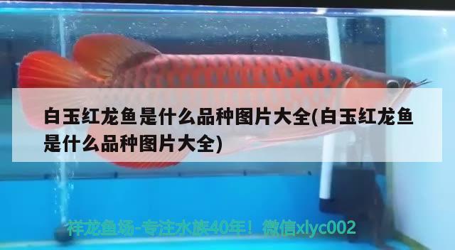 白玉紅龍魚是什么品種圖片大全(白玉紅龍魚是什么品種圖片大全)