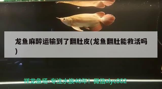 龍魚麻醉運(yùn)輸?shù)搅朔瞧?龍魚翻肚能救活嗎) 龍魚麻藥（祥龍Nika）