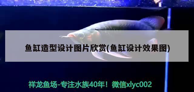 魚缸造型設計圖片欣賞(魚缸設計效果圖) 過濾設備