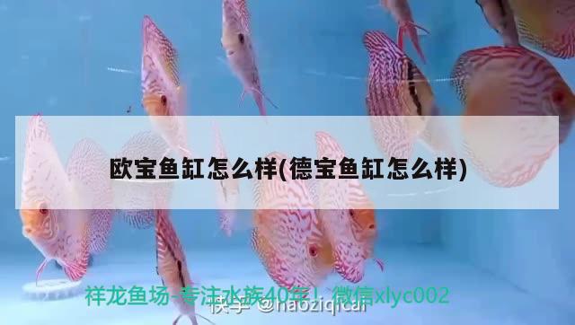 歐寶魚缸怎么樣(德寶魚缸怎么樣) 水溫計(jì)