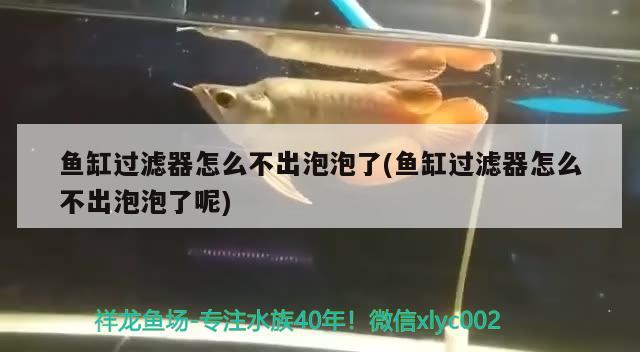 魚缸過濾器怎么不出泡泡了(魚缸過濾器怎么不出泡泡了呢) 觀賞魚批發(fā)