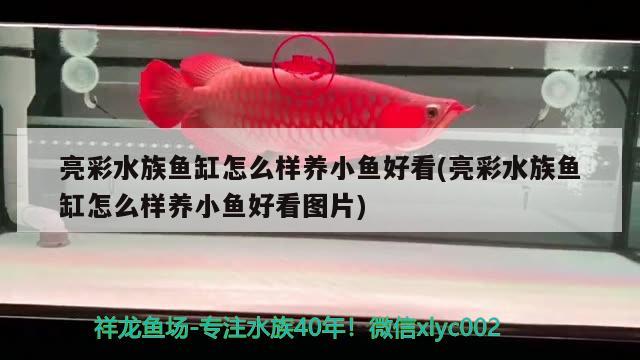 亮彩水族魚缸怎么樣養(yǎng)小魚好看(亮彩水族魚缸怎么樣養(yǎng)小魚好看圖片) 電鰻