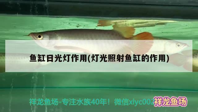 魚(yú)缸日光燈作用(燈光照射魚(yú)缸的作用) 喂食器