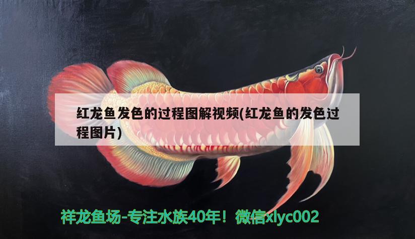 紅龍魚發(fā)色的過程圖解視頻(紅龍魚的發(fā)色過程圖片)