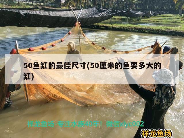 50魚缸的最佳尺寸(50厘米的魚要多大的缸) 名貴錦鯉魚