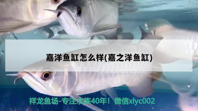 嘉洋魚(yú)缸怎么樣(嘉之洋魚(yú)缸)