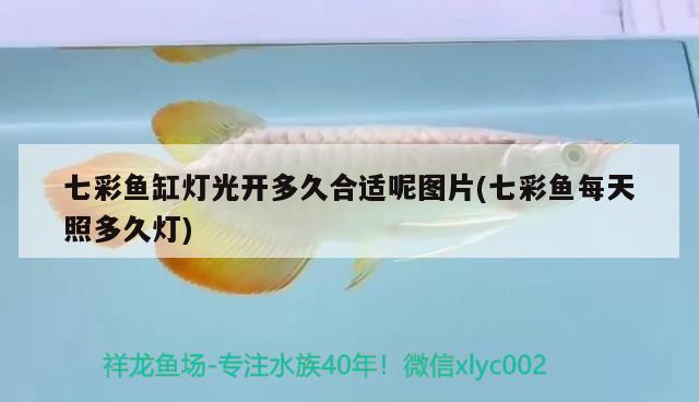 七彩魚缸燈光開多久合適呢圖片(七彩魚每天照多久燈) 祥龍進(jìn)口元寶鳳凰魚