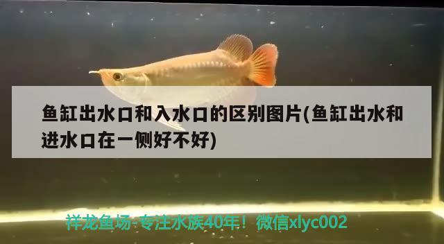 魚(yú)缸出水口和入水口的區(qū)別圖片(魚(yú)缸出水和進(jìn)水口在一側(cè)好不好) 龍魚(yú)百科