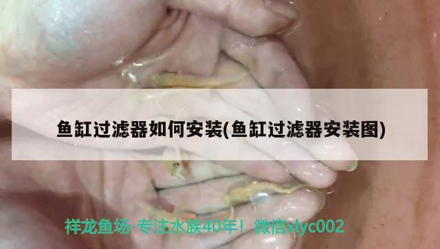 魚缸過濾器如何安裝(魚缸過濾器安裝圖) 財神鸚鵡魚