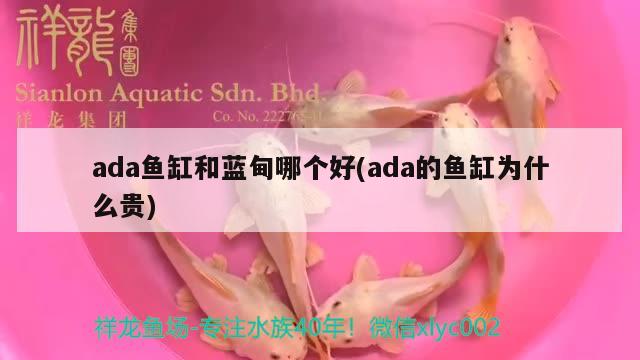 ada魚(yú)缸和藍(lán)甸哪個(gè)好(ada的魚(yú)缸為什么貴)