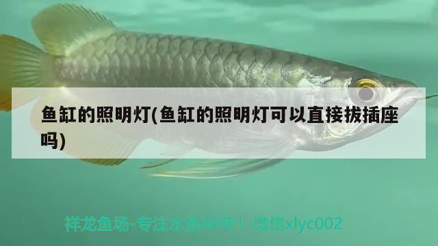 沈陽哪有批發(fā)觀賞魚的 沈陽最大觀賞魚市場 蝴蝶鯉