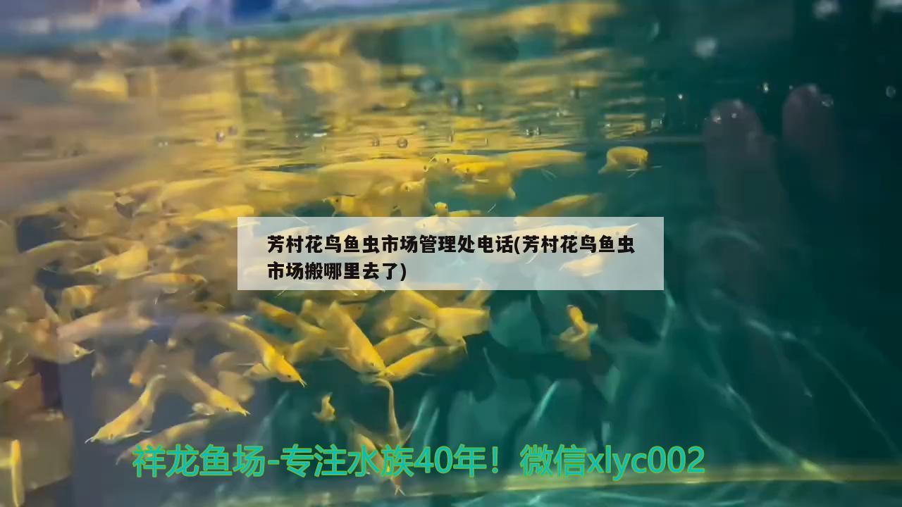 芳村花鳥魚蟲市場(chǎng)管理處電話(芳村花鳥魚蟲市場(chǎng)搬哪里去了) 飛鳳魚