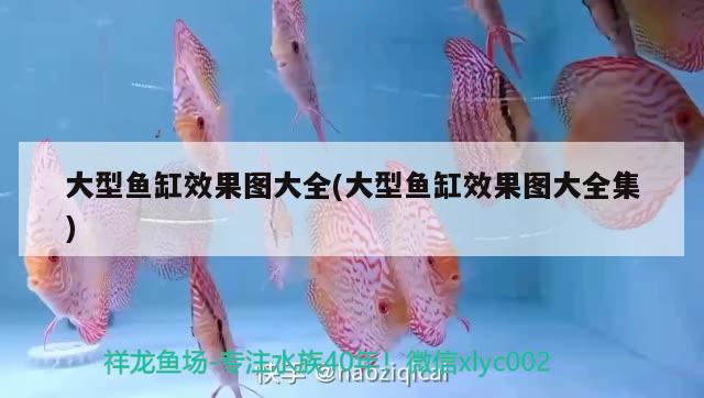 大型魚缸效果圖大全(大型魚缸效果圖大全集)