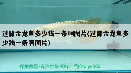 過(guò)背金龍魚(yú)多少錢(qián)一條啊圖片(過(guò)背金龍魚(yú)多少錢(qián)一條啊圖片)